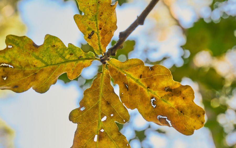 Oak leaves that are showing the signs of a disease in Wichita, KS.