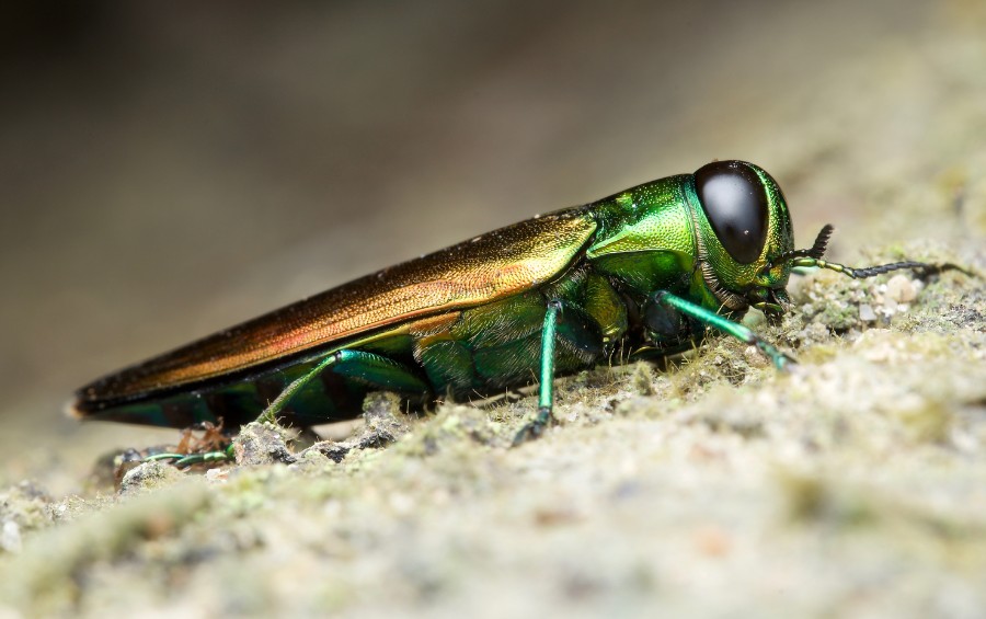 A close-up shot of an emerald ash borer adult on a tree trunk in Andover, KS.