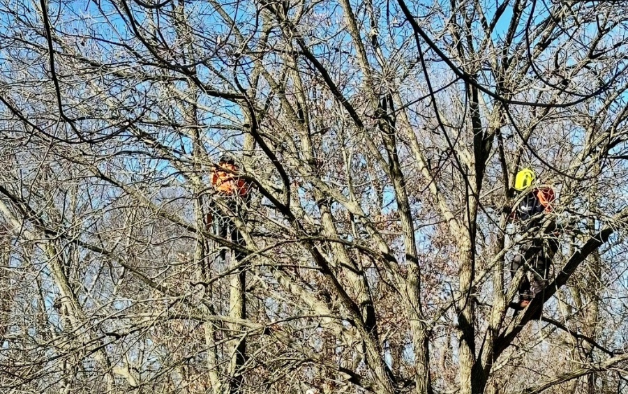 Multiple Arbor Masters arborists performing structural pruning during dormant season in Wichita, wearing safety gear and following proper techniques.