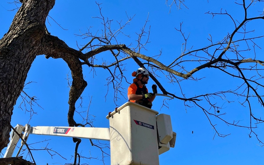 An ISA Certified Arborist in bucket truck making precise pruning cuts on a mature tree following ANSI A300 standards in Wichita.