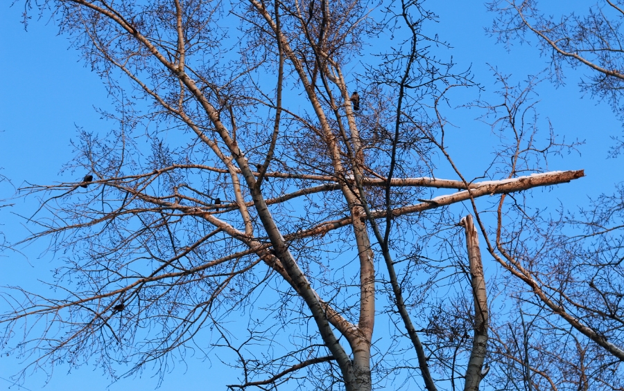 A tree canopy showing multiple broken and damaged branches against blue sky after severe wind storm.