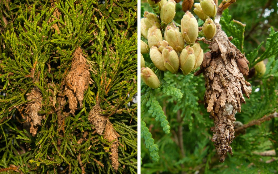 Two side-by-side close-up views of spindle-shaped bagworm cases attached to evergreen foliage, camouflaged with bits of host plant material.