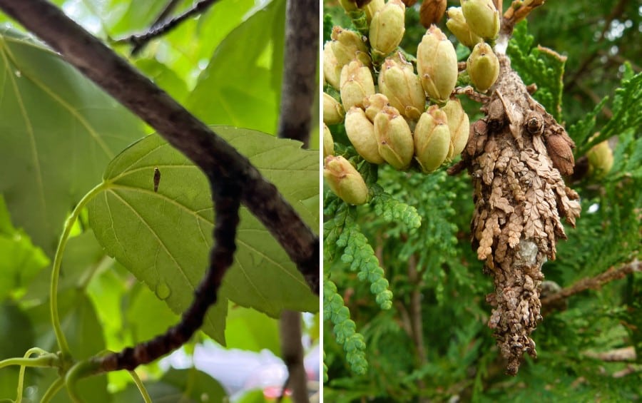 Side-by-side comparison of bagworm life stages — a tiny young bagworm on a green leaf at left, and a large mature bagworm case covered in plant debris hanging from arborvitae foliage at right