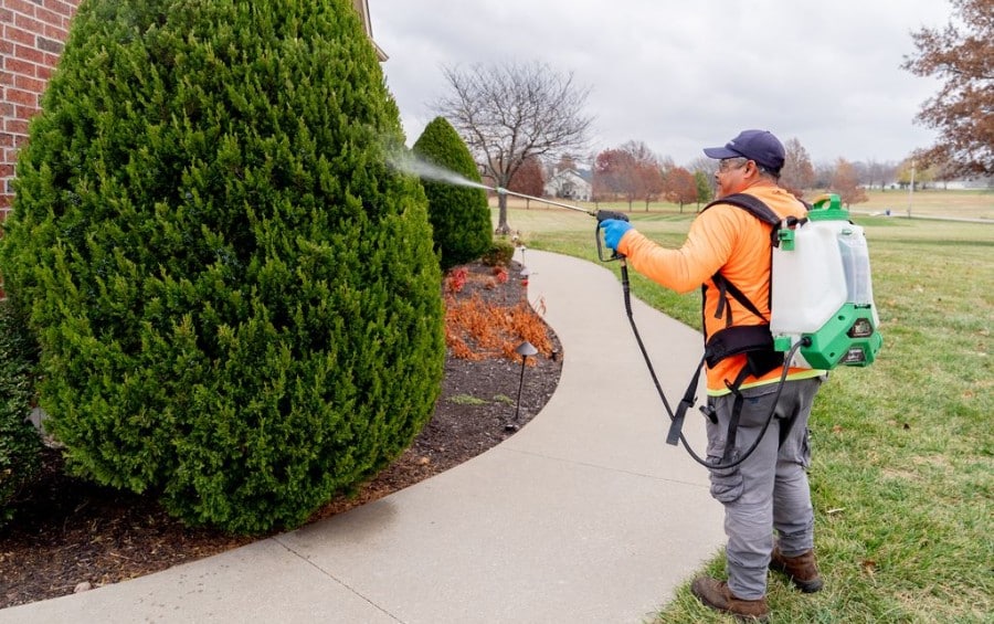 Arbor Masters technician in an orange shirt using a backpack sprayer to treat a tall pyramidal evergreen shrub alongside a sidewalk