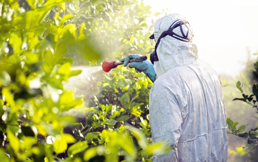 A plant health care technician in full white protective coveralls, respirator, and gloves spraying treatment onto green tree foliage.