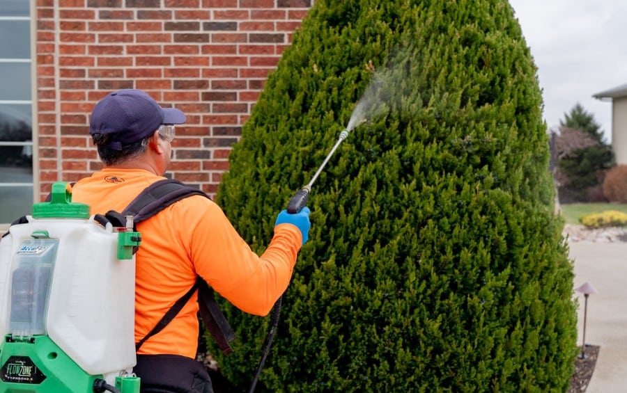 A plant health care technician in full gear and gloves spraying treatment onto evergreen foliage.