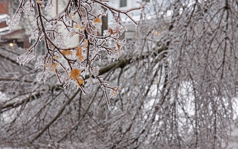 Ice-coated tree branches with frozen leaves after a Wichita area ice storm showing structural stress from ice loading.
