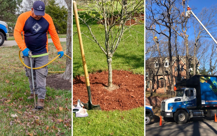 Three tree care practices shown side by side: an arborist performing root fertilization, a young tree surrounded by a mulch ring, and a professional crew pruning mature trees from an aerial lift.