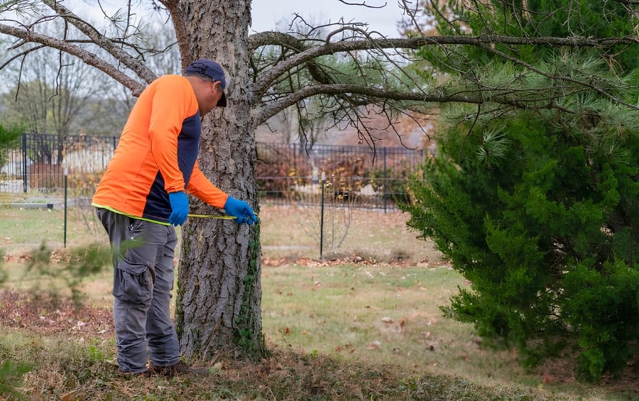 Arborist conducting a spring tree evaluation by inspecting the trunk and root flare area of a mature pine tree in a residential landscape.