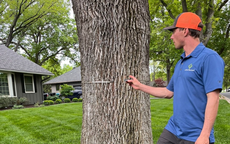 An Arbor Masters arborist in a blue shirt and orange hard hat examining a large tree trunk with measuring equipment in a residential yard.