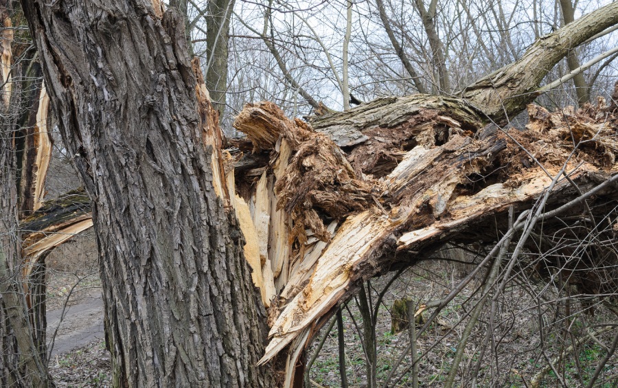 A large tree with severe winter storm damage showing splintered and broken branches scattered on the ground.