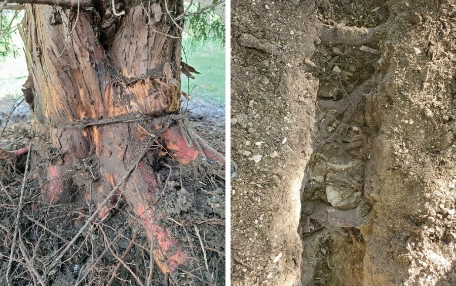 Close-up images showing girdling roots around a tree base and compacted soil restricting root growth.