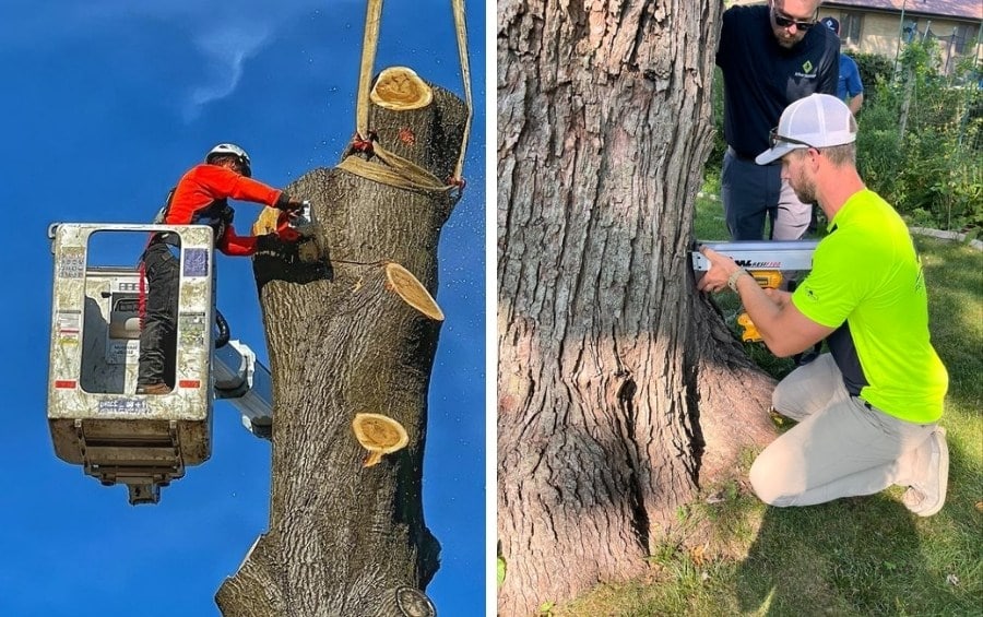 Arbor Masters crews performing a large tree removal and using diagnostic equipment to inspect trunk decay in Wichita.