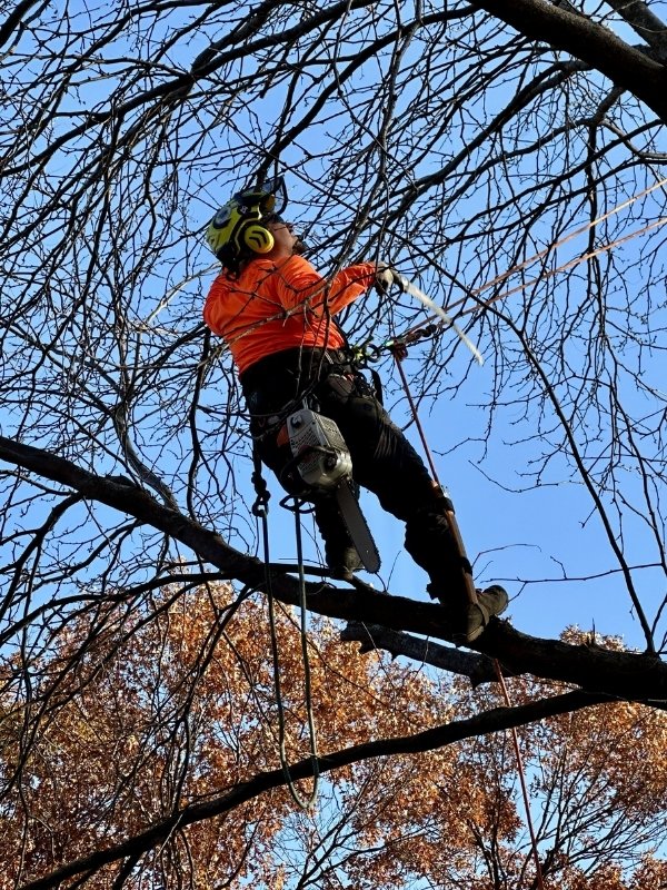 Arbor Masters arborist climbing high in a bare deciduous tree with ropes, harness, and chainsaw, performing dormant-season pruning in Wichita