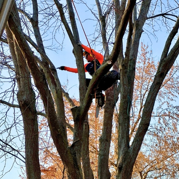 Arbor Masters arborist harnessed and positioned among the upper branches of a bare deciduous tree, pruning during the dormant season in Wichita