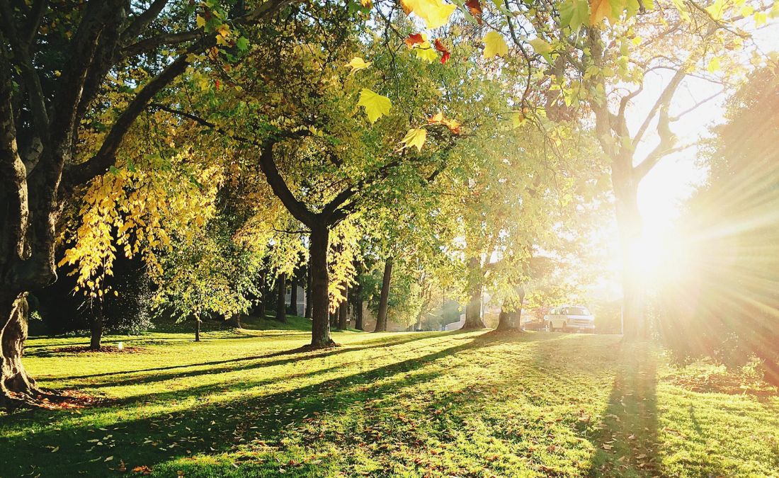 Trees growing on a yard during sunrise.