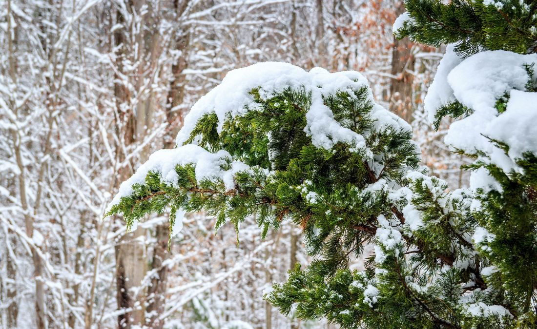 Eastern red cedar tree covered in snow during winter