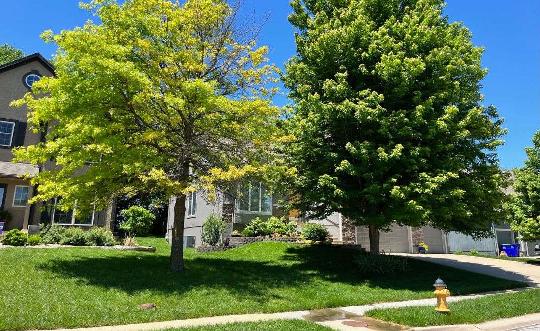 Two trees growing on a front yard of a property, one with yellow leaves showing signs of iron chlorosis and the other looking healthy.