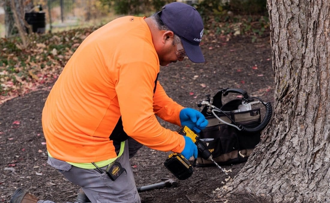 Worker drills hole into bark for injection.