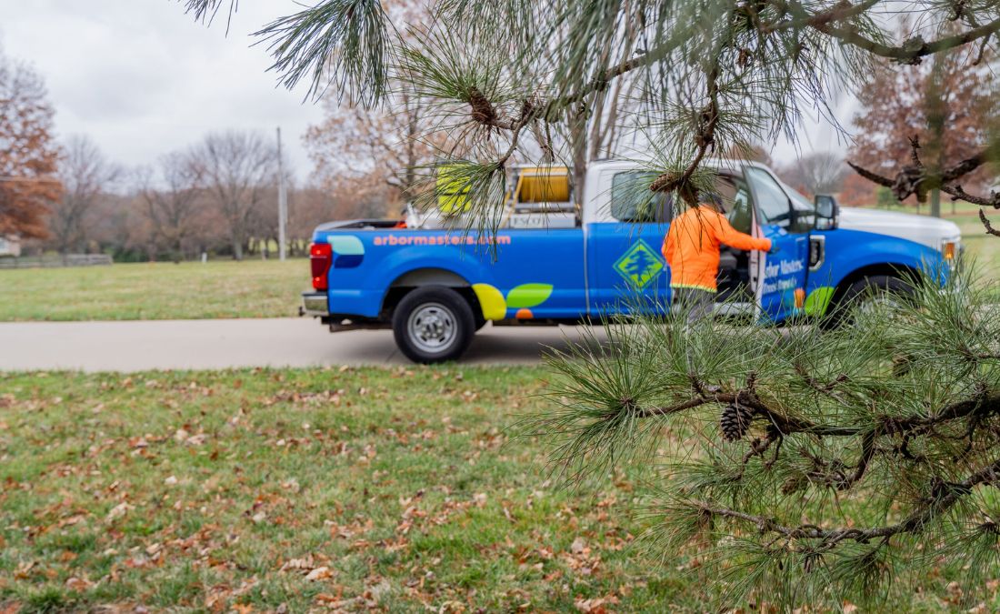 AM truck and evergreem tree with cones in front.