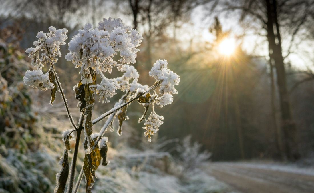 WIthering tree on a winter day.