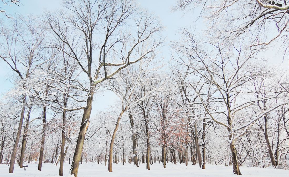 Bare, dormant trees with snow covered branches in a backyard just outside of Davenport, Iowa.