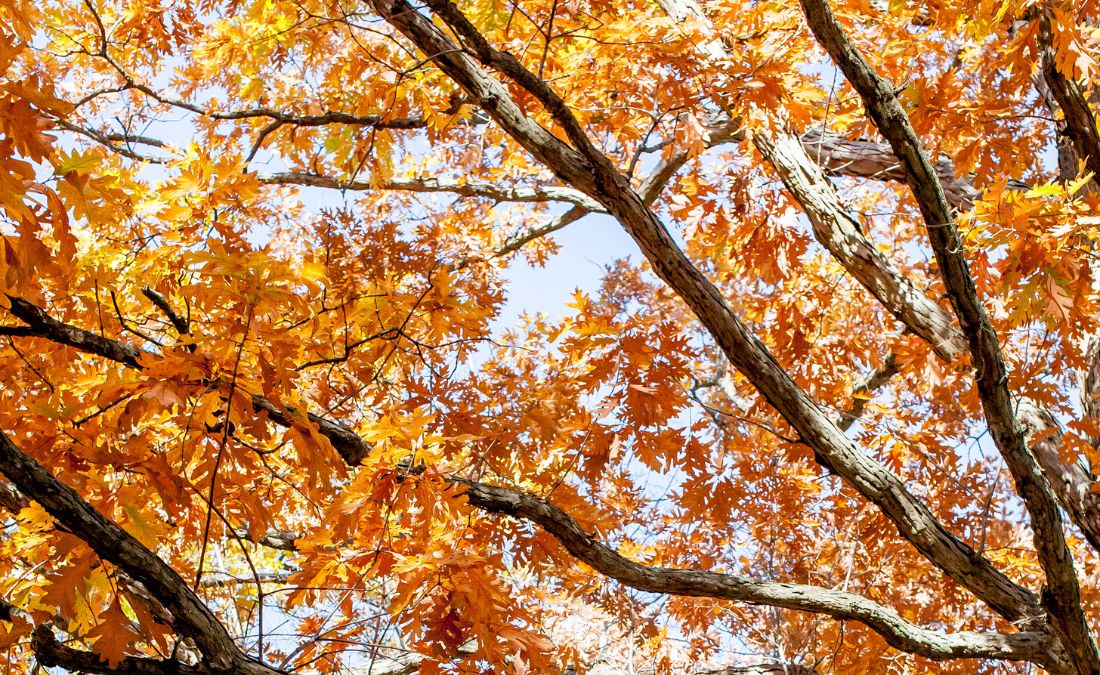 White Oak with brown to range leaves during fall season.