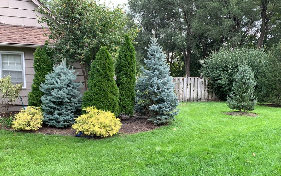 Pine trees on a garden.