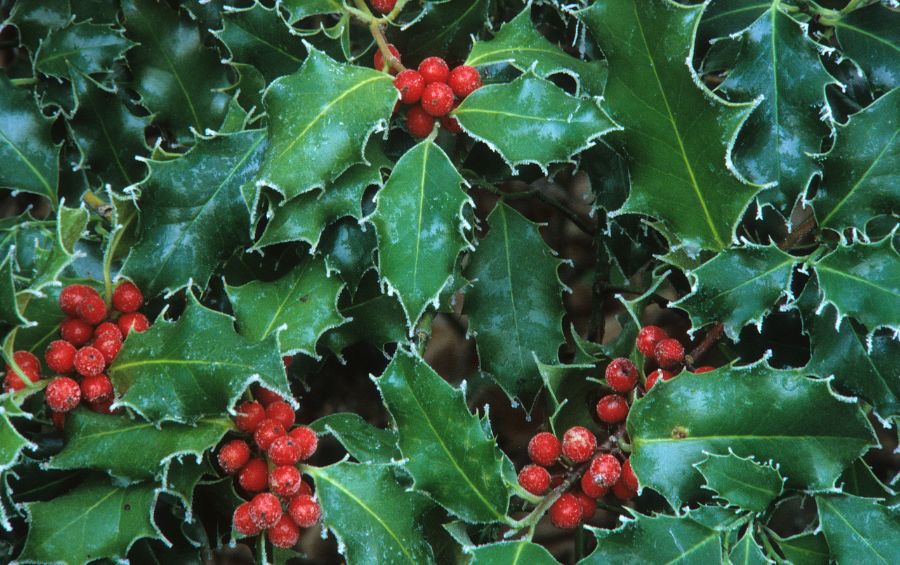 Holly tree with frozen berries and leaves.