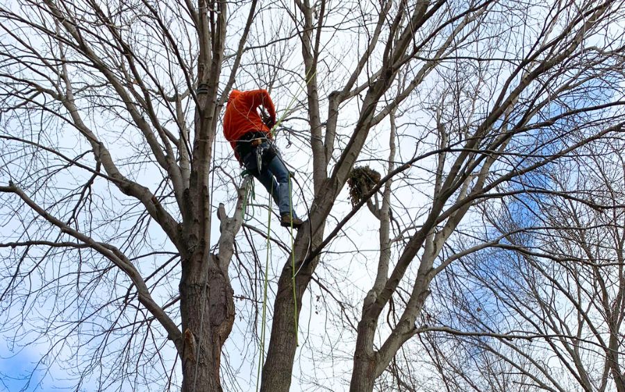 AM-blog-section-2023-NOV-arbortist-pruning