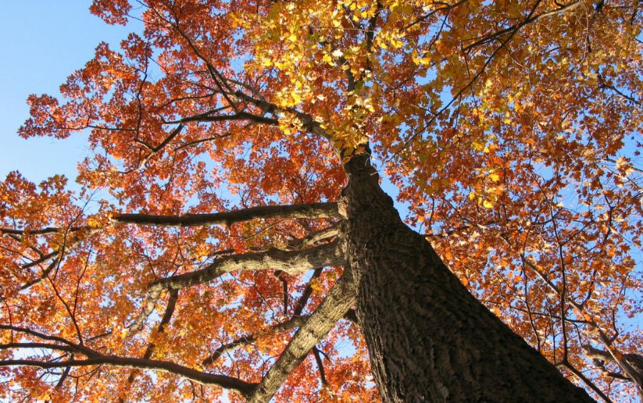 Oak tree canopy during fall season in Kansas City, MO.