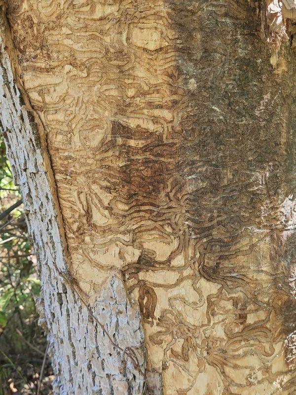 An ash tree with the S-shaped gallery underneath the bark indicating an attack from emerald ash borer.