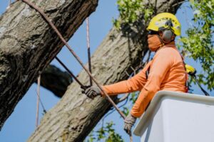 Arbor masters tree crew inside a bucket installing cables on a tree for support.