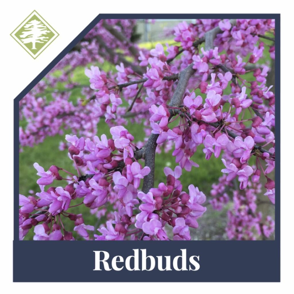 Blooming redbud flowers during spring season