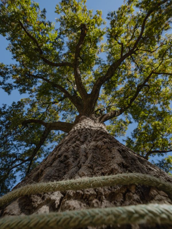 A tree canopy with ropes wrapped around its trunk.