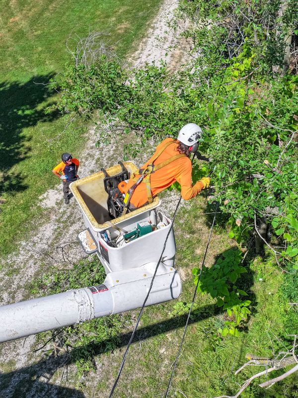 AM-dallas-home-section-tree-removal-crew-bucket-man