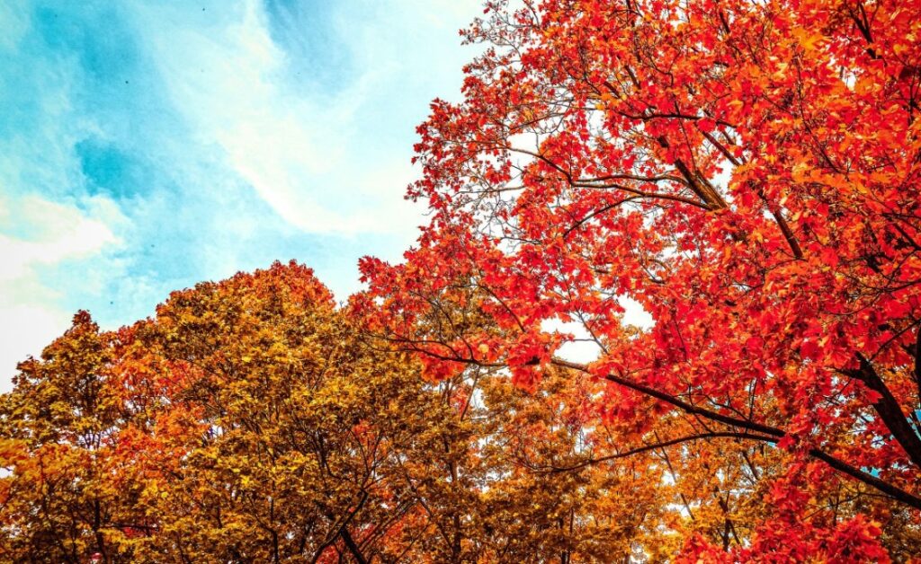 Vibrant fall foliage with red and orange maple trees in the Central Midwest during peak autumn season.