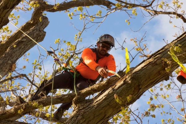 Arborist with polesaw harnessed for safety pruning a tree