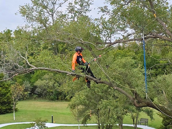 Arbor Masters arborist harnessed and standing on a horizontal limb high in a leafy tree, pruning with hand tools above a green park-like landscape