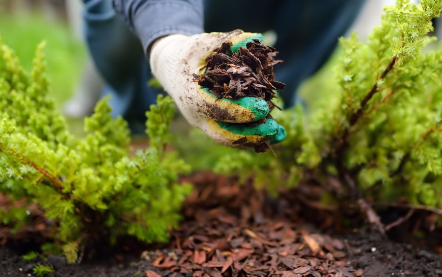 Close-up of gloved hands applying organic bark mulch around evergreen shrubs using proper technique. 
