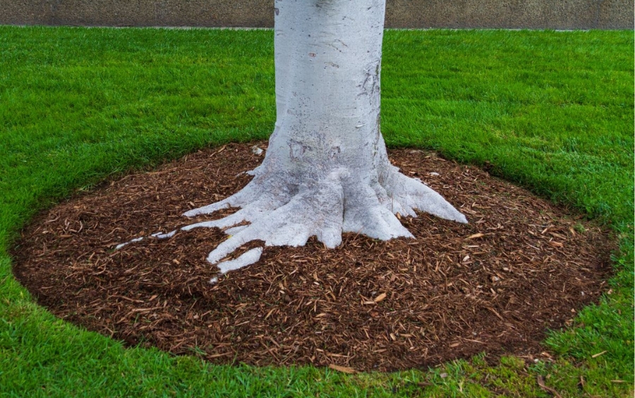 Correctly applied mulch ring around tree trunk showing proper clearance and depth in the Central Midwest. 