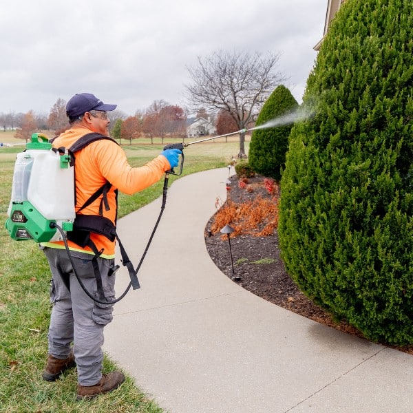 Arbor Masters plant health care technician with a backpack sprayer applying treatment to a tall pyramidal evergreen shrub along a residential walkway