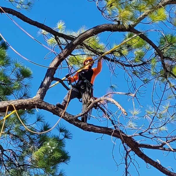 Arbor Masters arborist harnessed high in a pine tree using a pole saw to prune upper branches against a clear blue Dallas sky