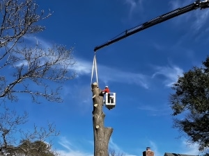 Arborist in a bucket removing a section of a tree and assisted by a crane
