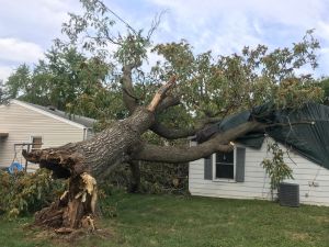 AM-service-box-emergency-removal-tree