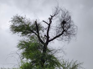 AM-service-box-high-risk-removal