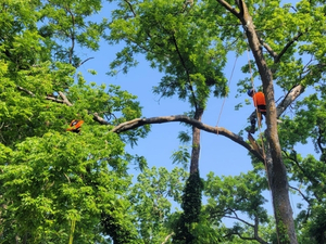 Two Arbor Masters arborists in orange helmets performing restoration pruning high in the canopy of a storm-damaged tree.
