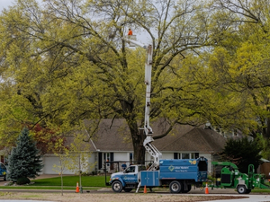 An Arbor Masters bucket truck extended into the canopy of a tall mature tree to perform retrenchment pruning at a residential property.