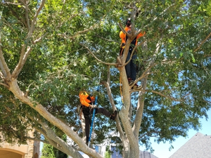 Two Arbor Masters arborists climbing and performing sanitation pruning to remove diseased branches from a tree's canopy.