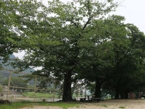 AM-service-box-site-assessment